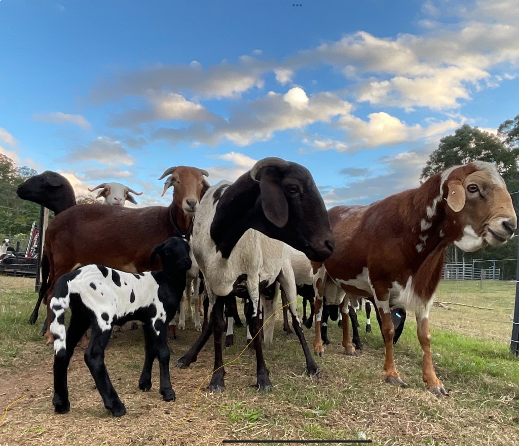 Mays Ram Lamb Run Continues – 16 and&nbsp;counting