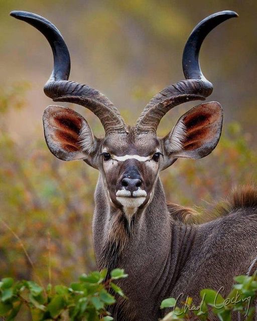 Kudu Neck – on&nbsp;Damara