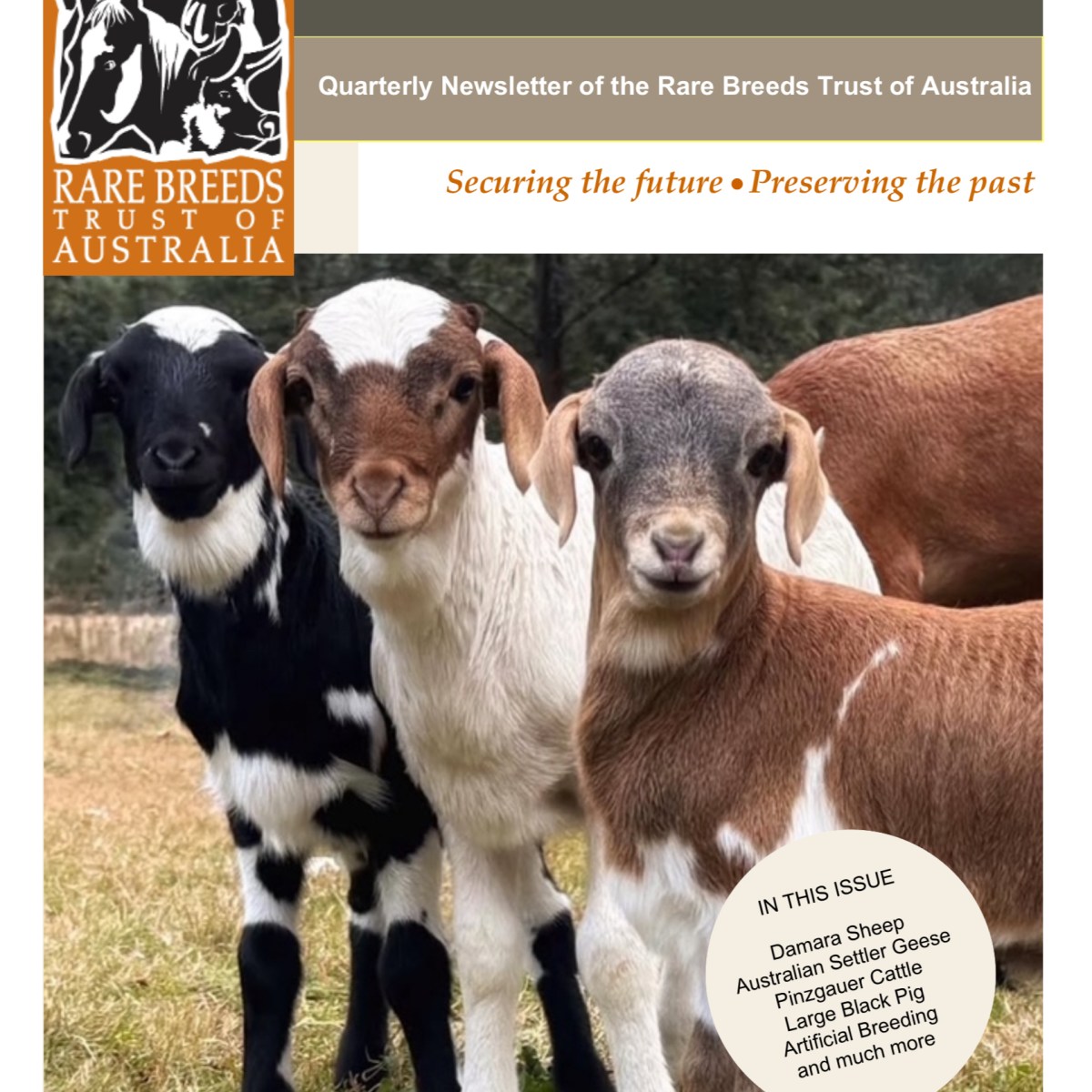 Rare Breeds Trust Features Damara: Read Our&nbsp;Article!
