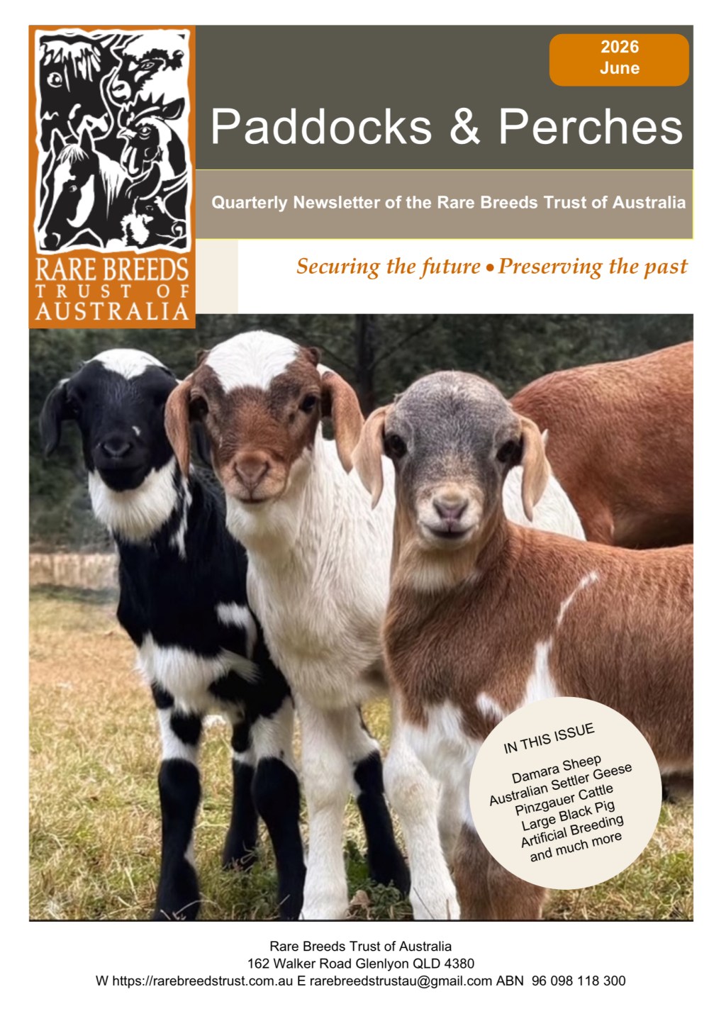 Rare Breeds Trust Features Damara: Read Our&nbsp;Article!